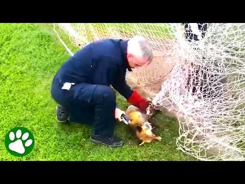 Kind man won’t give up on badly trapped fox  #Video