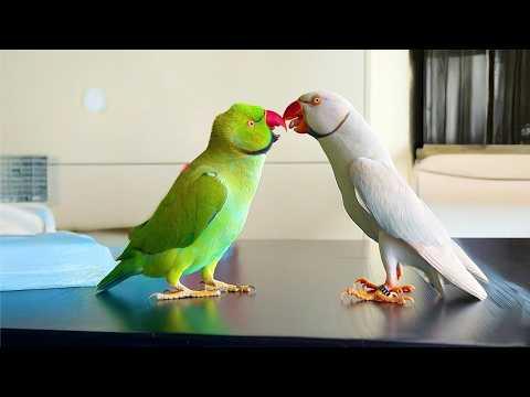 This Parrot Didn't Believe in Friendship Until Everything Changed #Video