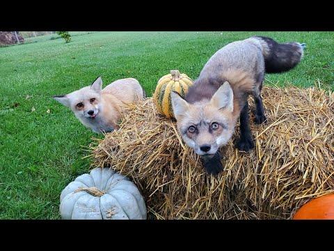 Foxes are feeling the fall festivities #Video