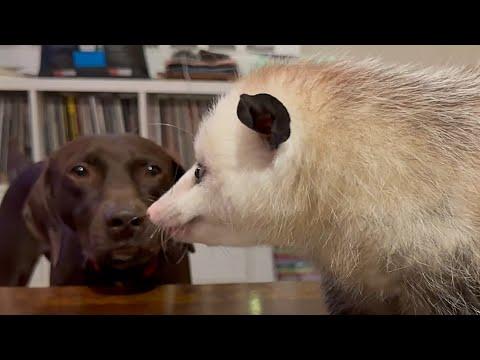 Possum raised by humans now refuses to leave #Video