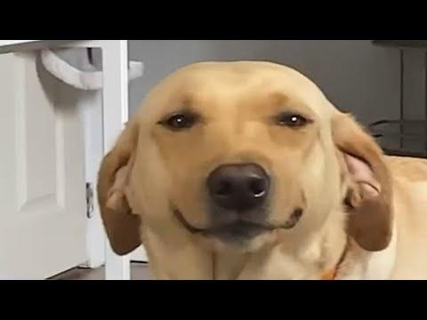 Cutest thief keeps stealing woman's blankets #Video