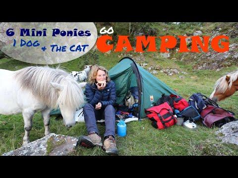 Camping on the Moor | 6 Ponies | 1 Dog | & The CAT!