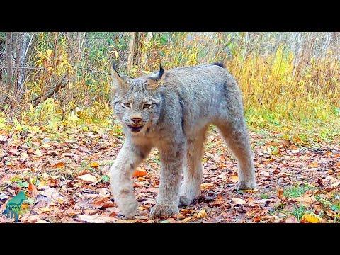 Wildlife happenings on a small trail in northern Minnesota #Video