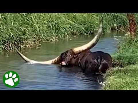 Rescuers Face Massive Horns During Ditch Rescue #Video