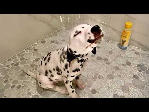 When Your Dogs Meeting Water for the First Time Be Like…