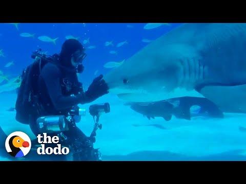 Shark Recognizes Her Human BFF After Over A Year Apart #Video