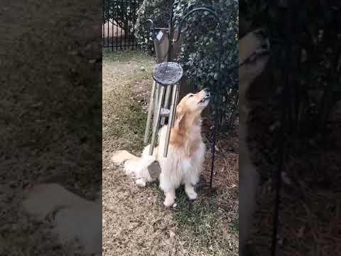 Dog sings her heart out to wind chimes video.