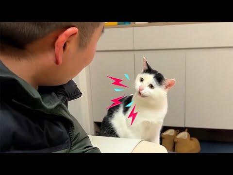 The Funniest Argument Ever Between Silliest Talking Cat and their Human! #Video