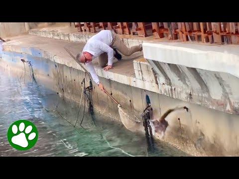 Persistent Man Rescues Cat With Fishing Net #Video