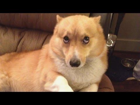 Reason why nobody wants to steal my dog #Video