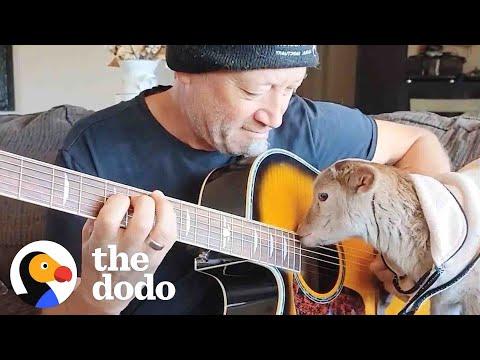 Rescue Lamb Is Obsessed With His Dad’s Guitar #Video