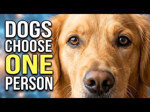10 Loving Things Your Dog Does Only for Their Favorite Person #Video
