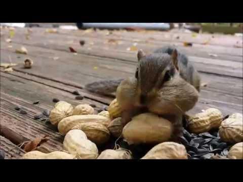 Squirrel Cam - The Chipsters Are Being Greedy (and Cute)!
