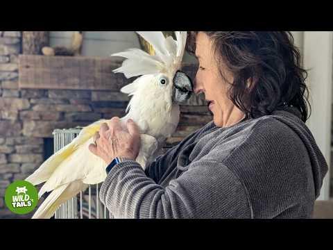 After 10 Years Of Blindness, This Rescued Cockatoo Saw His Family And Took Flight #Video