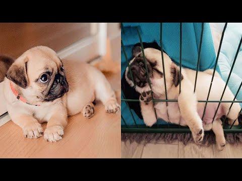 AWW SOO Cute and Funny Pug Puppies Video - Funniest Pug Ever #11