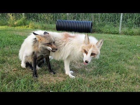 Foxes Jagger and Sophie wrestle #Video