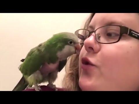 Woman Saves Parrot No One Would Take A Chance On | The Dodo