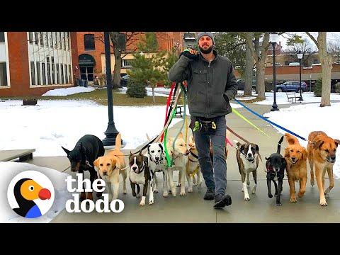 Professional Dog Walker Teaches Pack Of Dogs How To Perfectly Behave On Walks #Video