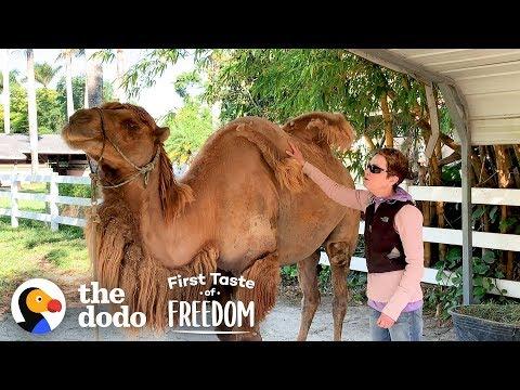 Camel So Skinny His Humps Collapsed Gets Strong Enough To Run Free | The Dodo First Taste Of Freedom