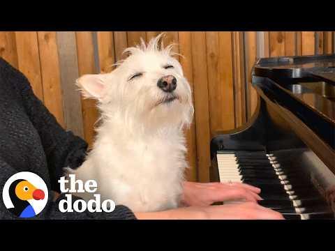 Senior Dog Flops Onto Mom’s Lap Every Time She Plays Piano #Video