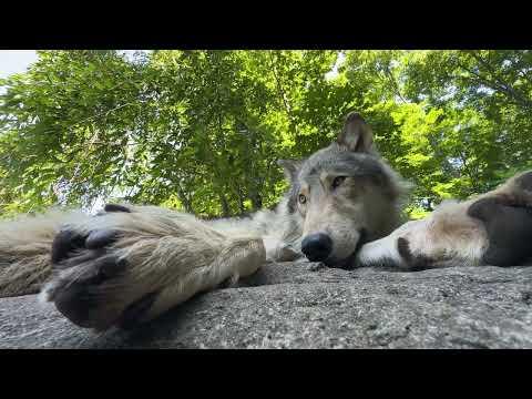 Sleepy Gray Wolf Basks in Summer Shade #Video