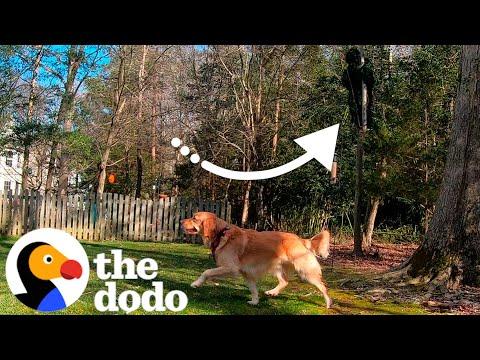 Can This Couple Win Hide And Seek Against Their Golden Retriever? #Video