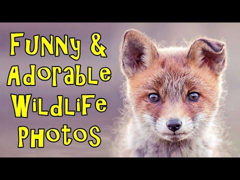 Funny And Adorable Wildlife Photos Keep Rolling On #Video