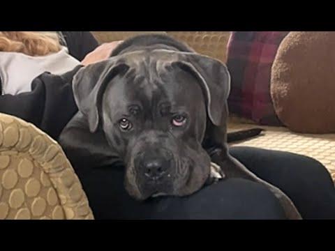 Shelter dog's heartwarming response to adoption #Video