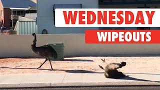 Wednesday Wipeouts