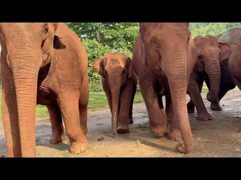 Young Elephant Runs to Reunite with Her Mother - ElephantNews #Video