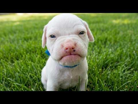 Angry Puppies Trying To Be Scary But They're Just So CUTE ! #Video