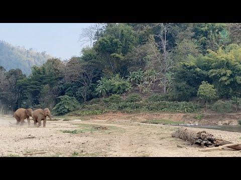 Elephant Rush To The River In A Race - ElephantNews #Video