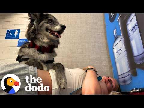 The ReTruth About Service Dogs #Video