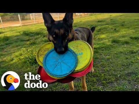 German Shepherd Carries As Many Frisbees As She Can #Video