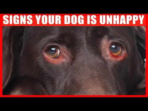 15 Signs Your Dog is Unhappy (NEVER IGNORE) #Video