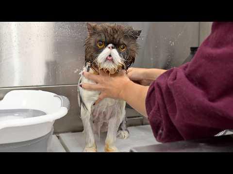 This Grumpy Cat's Glow Up is Comedy Gold #Video