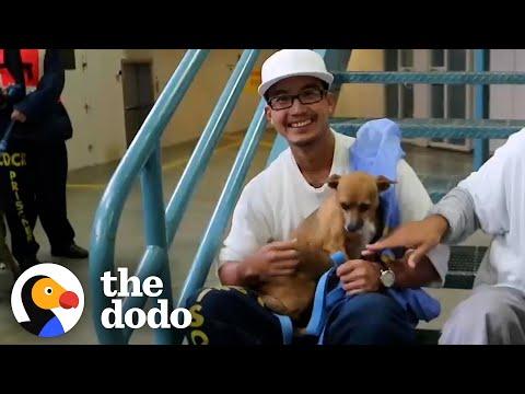 Training Dogs in Prison Changed This Man's Life #Video