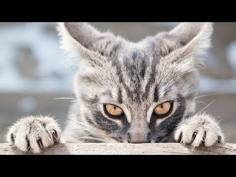 Funny Stalking Cat Video Compilation Part 2