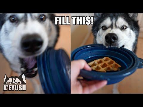 Talking Husky Demands He Have Waffles NOW! Throws Bowl! #Video