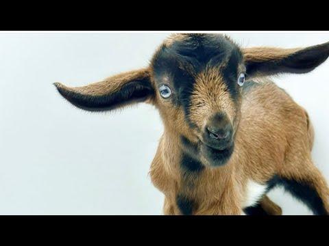 Little baby goats are getting hoppy. #Video