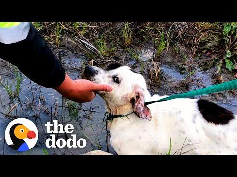 This Dog Is Proof Love Heals Anything  #Video