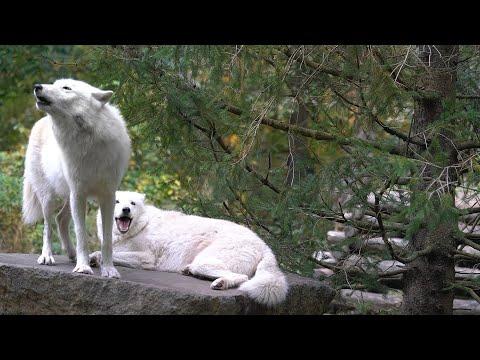 The Laziest Wolf We've Ever Known Howls Again #Video