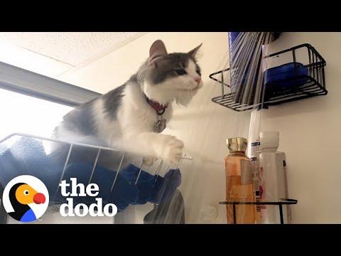 Cat Jumps In Every Shower Her Mom Takes #Video