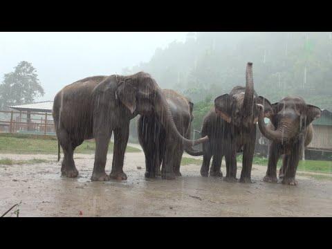 For An Elephant, Rain Is A Celebratory Moment! - ElephantNews #Video