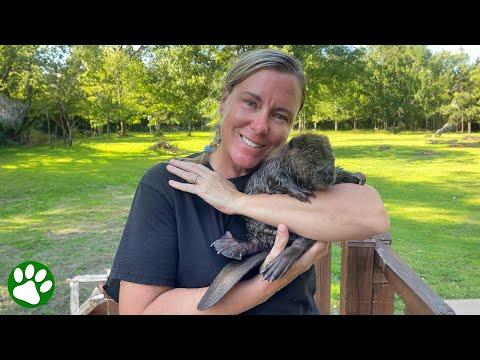 Woman raises orphaned baby beaver #Video