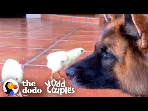 Watch These German Shepherds Raise Baby Chickens | The Dodo Odd Couples