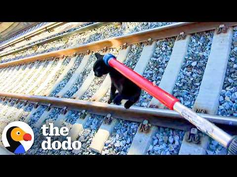 Kitten Saved From Train Tracks With Minutes To Spare #Video