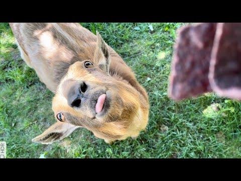 Goat loves chips! Sunflower Farm Creamery #Video