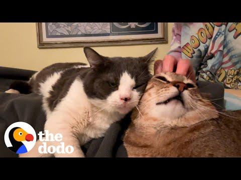 Terrified Spicy Foster Cat Learns To Love #Video