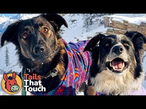 Rescue Dog Was Afraid of EVERYTHING… Until She Met A Crazy Dog named Juniper #Video
